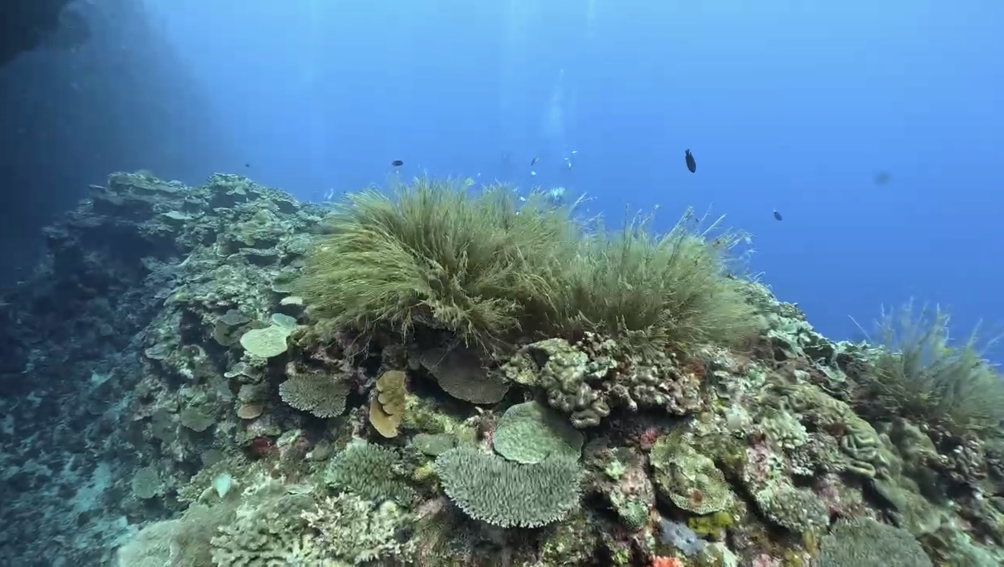 沖縄ダイビングライセンス ガヤ